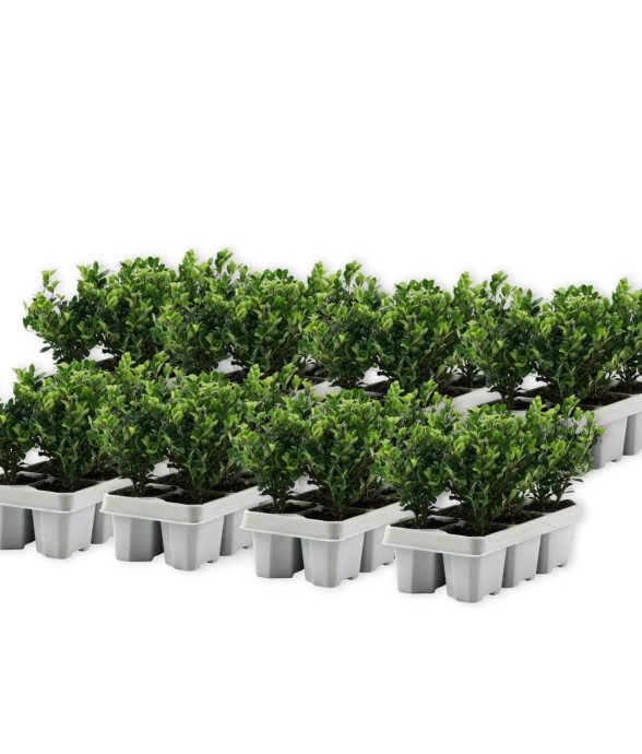 Houx crenelé - Set de 48 -...