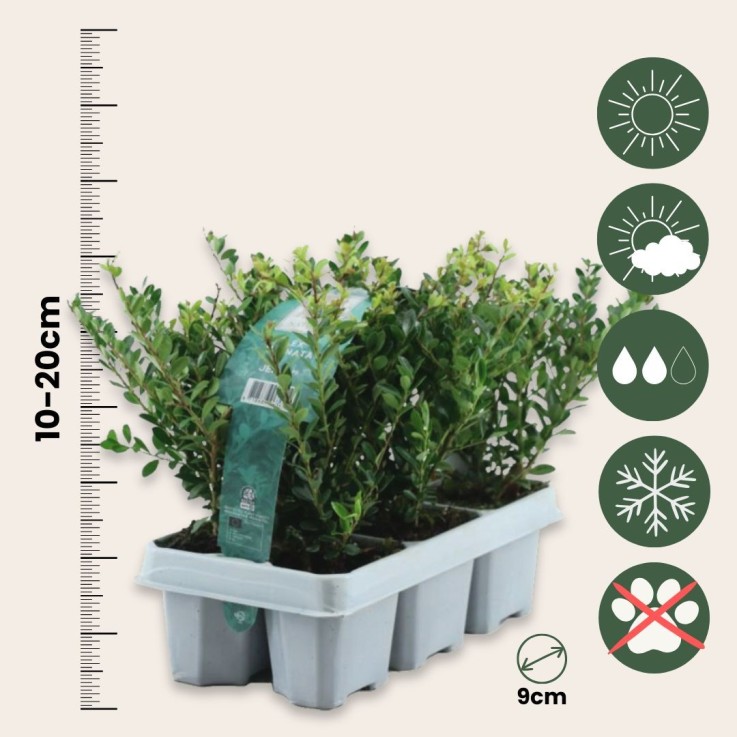 Houx crenelé - Set de 48 - Ilex crenata 'Jenny' - Hauteur 10-20cm - ⌀9cm