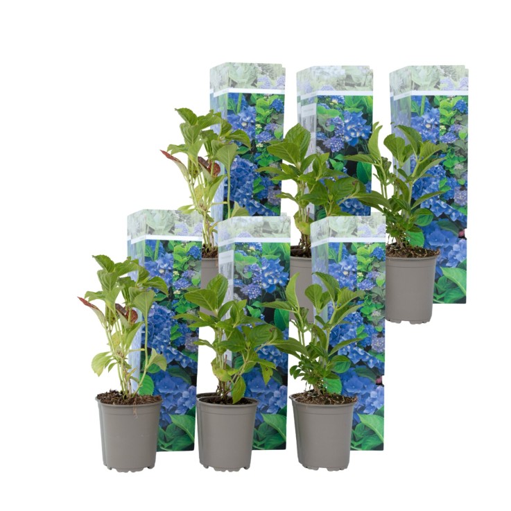 Hortensia - Set de 6 - Hydrangea macrophylla 'Early Blue' - H25-40cm - ⌀9cm
