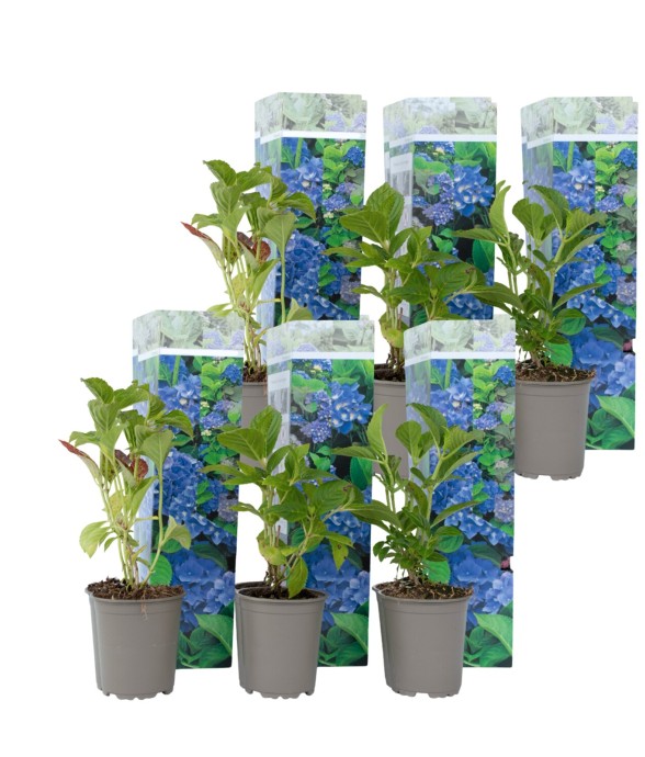 Hortensia - Set de 6 -...