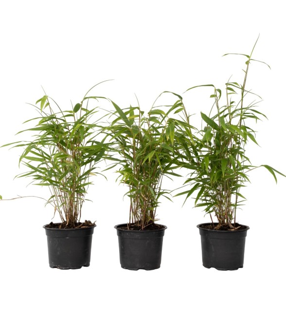 Bambou Bleu - Set de 3 -...