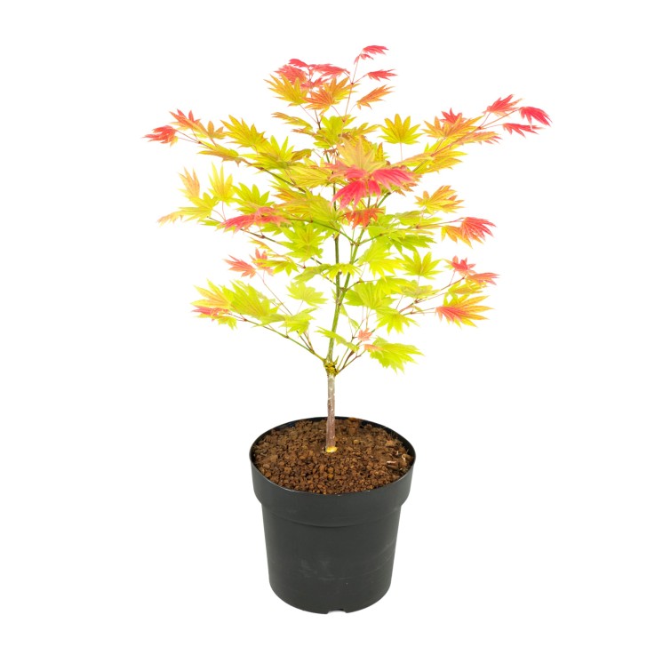 Érable du Japon - Acer palmatum 'Moonrise' - Hauteur 40-50cm - ⌀19cm
