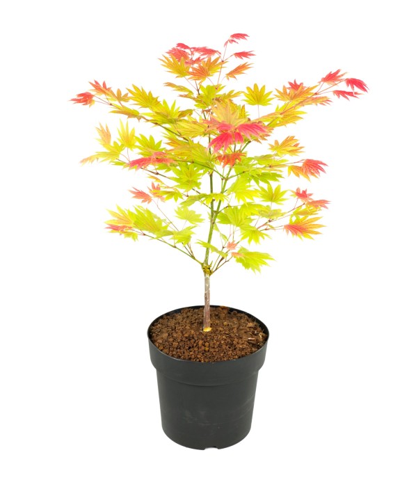 Érable du Japon - Acer...