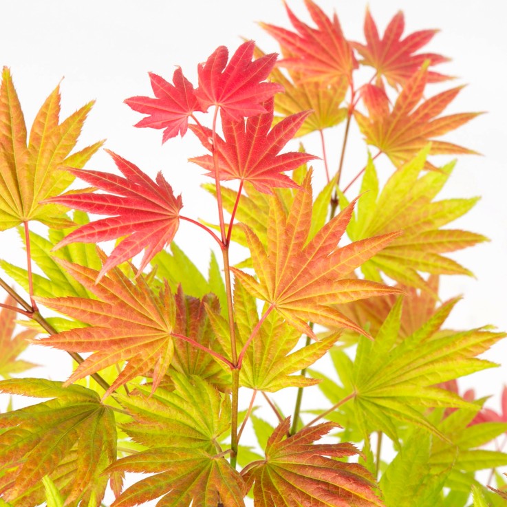 Érable du Japon - Acer palmatum 'Moonrise' - Hauteur 40-50cm - ⌀19cm