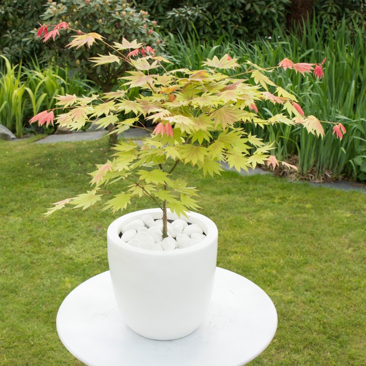 Érable du Japon - Acer palmatum 'Moonrise' - Hauteur 40-50cm - ⌀19cm