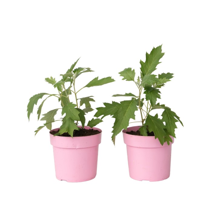 Hortensia - Set de 2 - Hydrangea 'Ice Crystal' - Hauteur 25-40cm - ⌀19cm