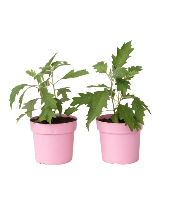 Hortensia - Set de 2 -...