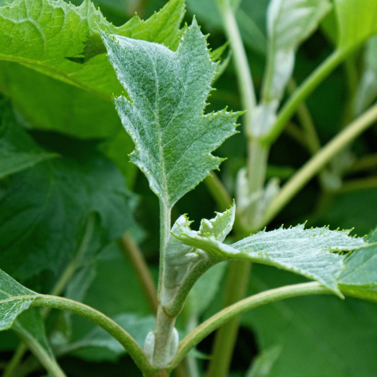 Hortensia - Set de 2 - Hydrangea 'Ice Crystal' - Hauteur 25-40cm - ⌀19cm