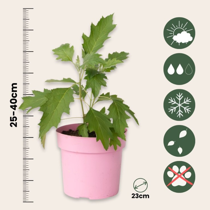 Hortensia - Set de 2 - Hydrangea 'Ice Crystal' - Hauteur 25-40cm - ⌀19cm