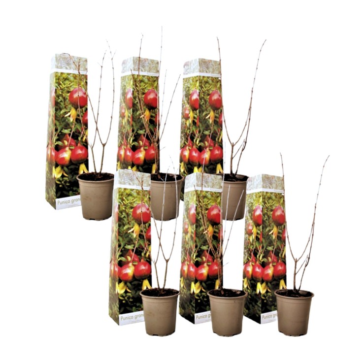 Grenadier - Set de 6 - Punica granatum - Hauteur 25-40cm - ⌀9cm