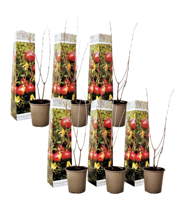 Grenadier - Set de 6 -...