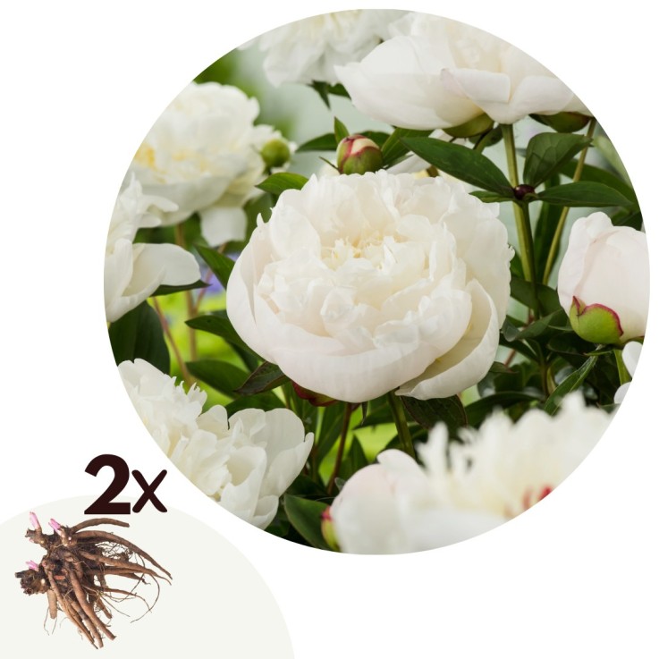 Pivoine - Set de 2 - Paeonia 'Duchesse de Nemours' - Rhizomes - Blanc