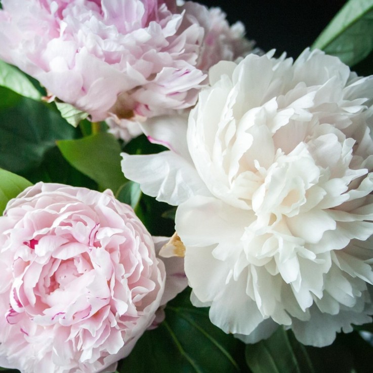 Pivoine - Set de 2 - Paeonia 'Duchesse de Nemours' - Rhizomes - Blanc