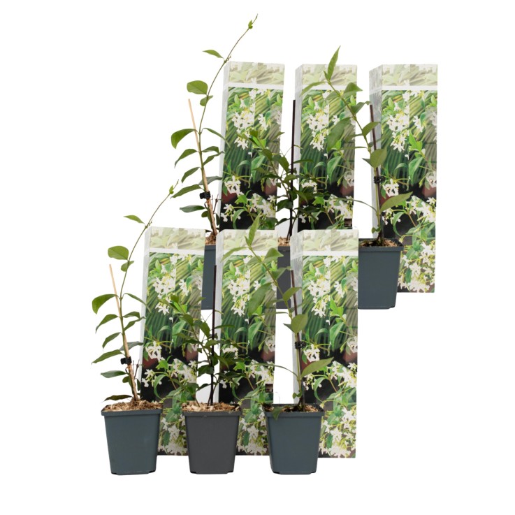 Jasmin étoilé - Set de 6 - Trachelospermum jasminoides - Hauteur 25-40cm - ⌀9cm