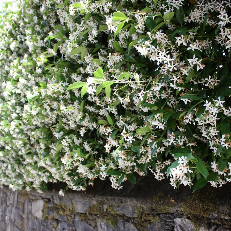Jasmin étoilé - Set de 6 - Trachelospermum jasminoides - Hauteur 25-40cm - ⌀9cm