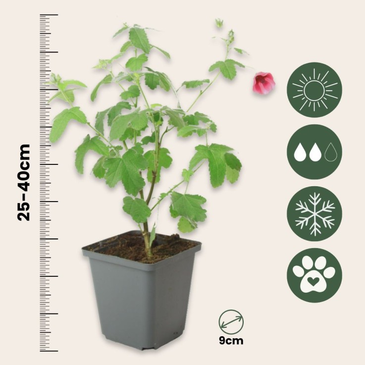 Mauve du Cap - Set de 3 - Anisodontea capensis 'El Rayo' - H25-40cm - ⌀9cm