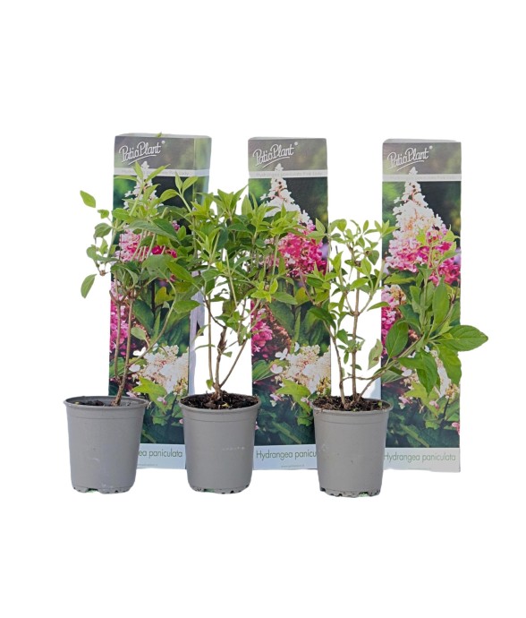 Hortensia - Set de 3 -...