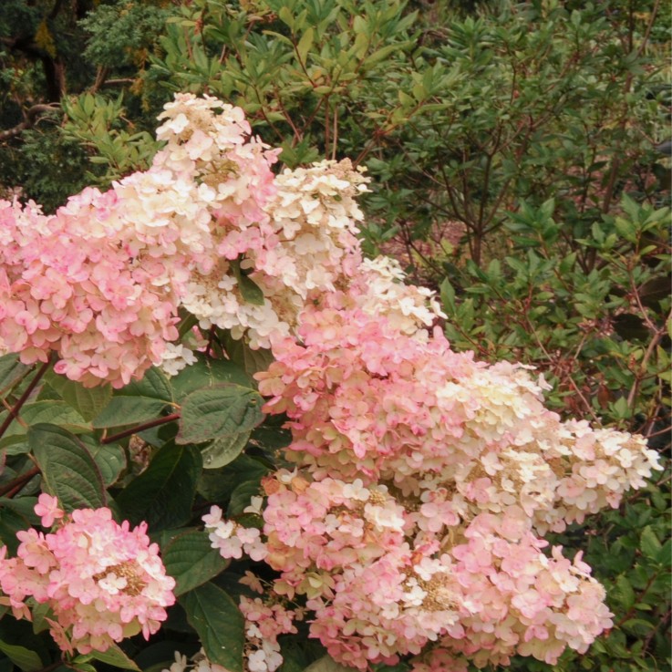 Hortensia - Set de 3 - Hydrangea paniculata 'Pink Lady' - Hauteur 25-40cm - ⌀9cm