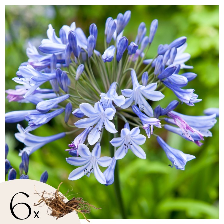 Fleur du Nil - Set de 6 - Agapanthus africanus - Rhizomes - Bleu