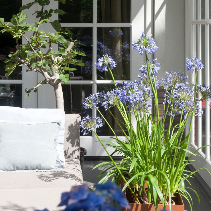 Fleur du Nil - Set de 6 - Agapanthus africanus - Rhizomes - Bleu