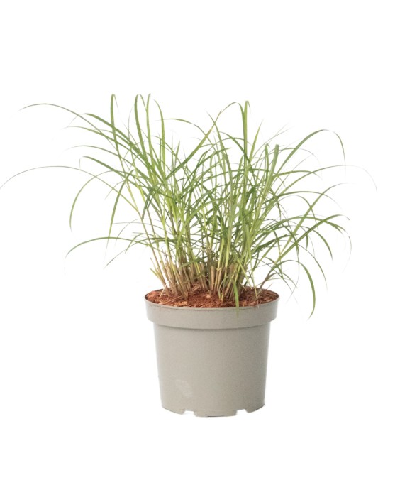 Roseau de Chine -...