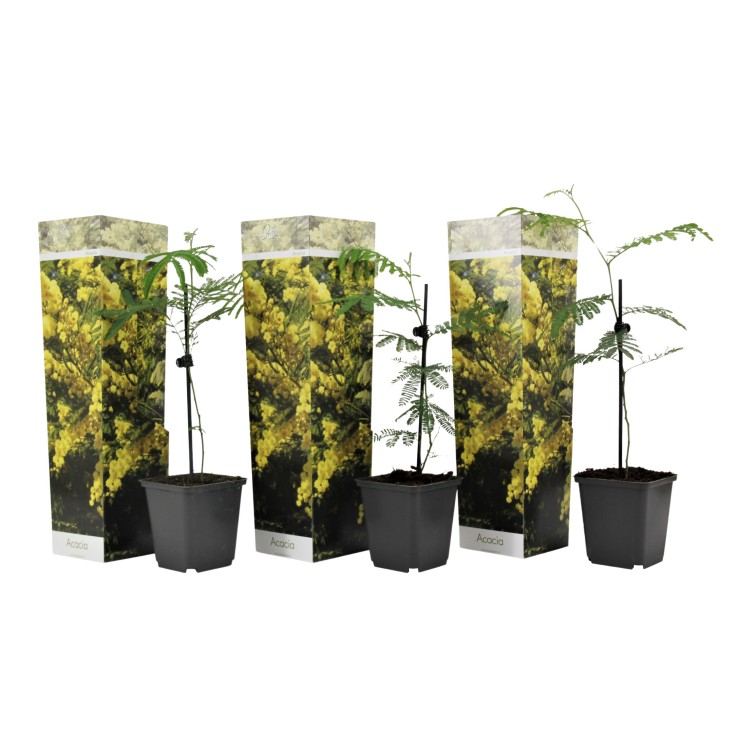 Fleur de mimosa - Set de 3 - Mimosa dealbata - Hauteur 25-40cm - ⌀9cm