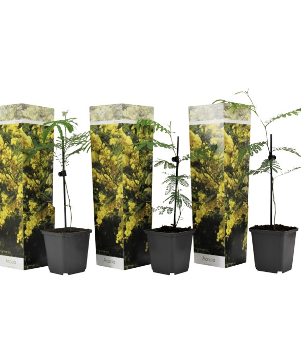 Fleur de mimosa - Set de 3...