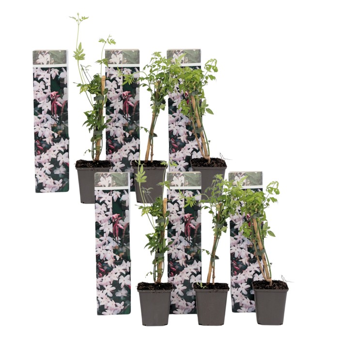 Jasmin étoilé - Set de 6 - Jasminum 'Officinale'  - Hauteur 25-40cm - ⌀9cm