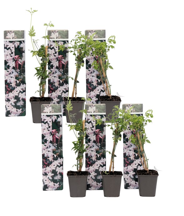 Jasmin étoilé - Set de 6 -...