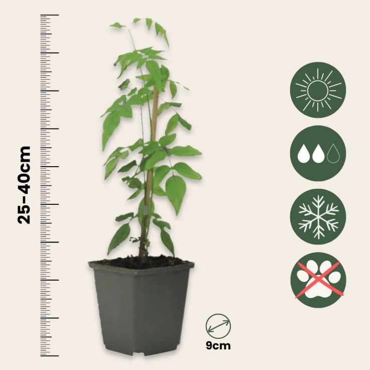 Jasmin étoilé - Set de 6 - Jasminum 'Officinale'  - Hauteur 25-40cm - ⌀9cm