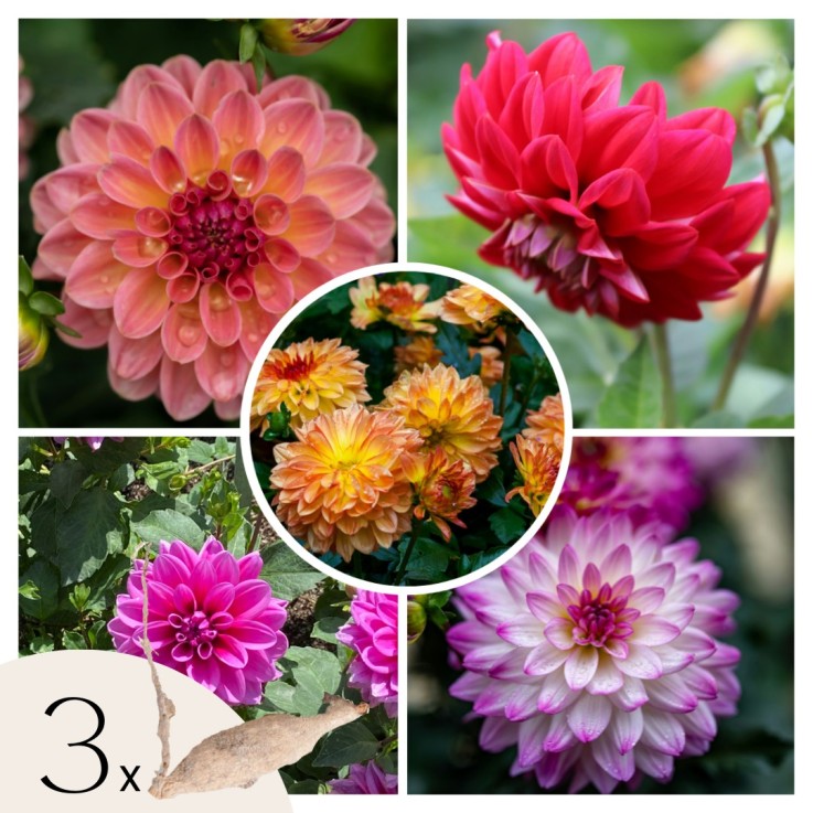 Dahlias - Set de 3 - Dahlia 'Pacific Mix' - Bulbes à fleurs - Vert