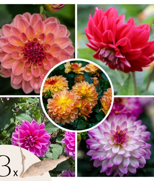 Dahlias - Set de 3 - Dahlia...
