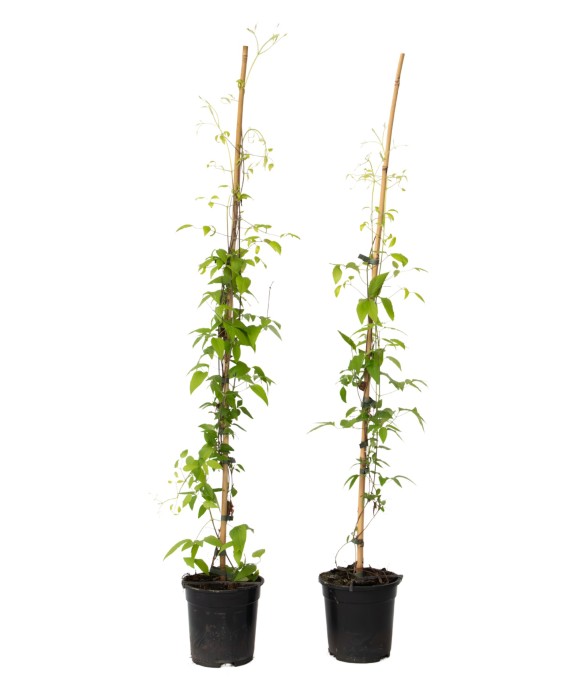 Clématite - Lot de 2 -...