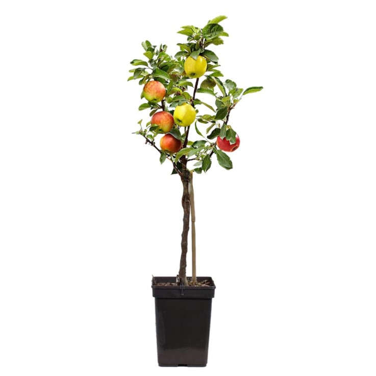 Pommier - Malus - Hauteur 60-70cm - ⌀17cm