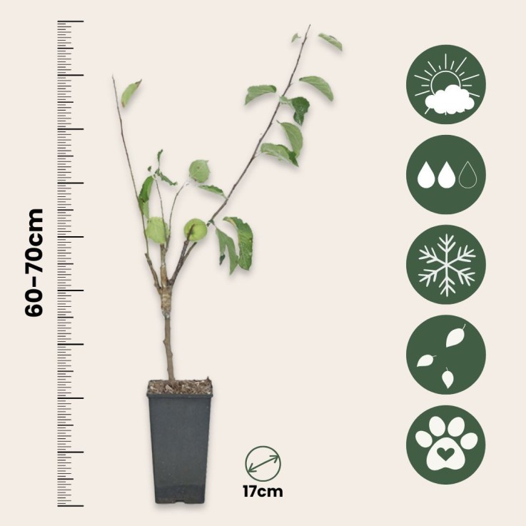 Pommier - Malus - Hauteur 60-70cm - ⌀17cm