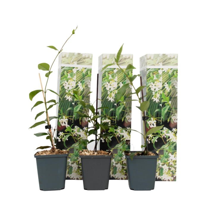Jasmin étoilé - Set de 3 - Trachelospermum jasminoides - Hauteur 25-40cm - ⌀9cm