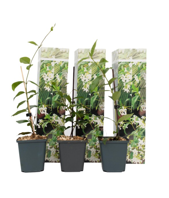 Jasmin étoilé - Set de 3 -...