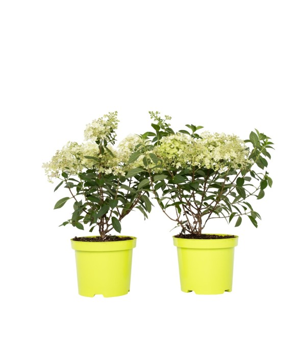 Hortensia - Set de 2 -...