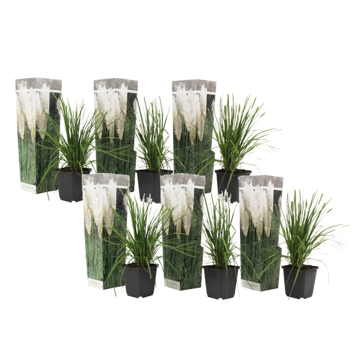 Herbe de la Pampa - Set de 6 - Cortaderia selloana - Hauteur 25-40cm - ⌀9cm