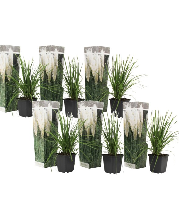 Herbe de la Pampa - Set de...