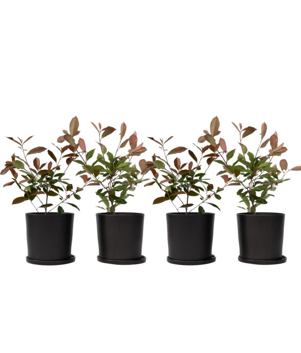 Feuille de noyer - Set de 4...