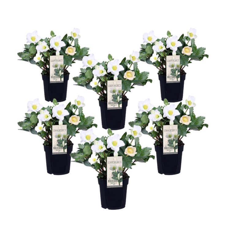 Rose de Noël - Set de 6 - Helleborus niger 'Mont Blanc' - H20-30cm - ⌀12cm