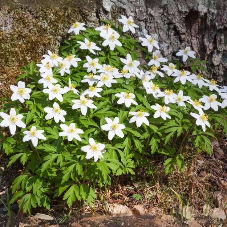 Rose de Noël - Set de 6 - Helleborus niger 'Mont Blanc' - H20-30cm - ⌀12cm