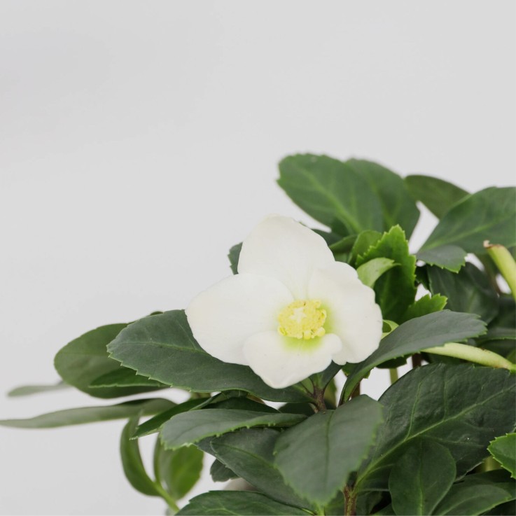Rose de Noël - Set de 3 - Helleborus niger 'Mont Blanc' - H20-30cm - ⌀12cm