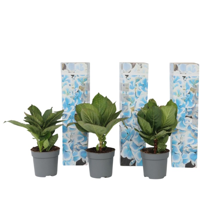 Hortensia - Set de 3 - Hydrangea macrophylla 'Bavaria' - Hauteur 25-40cm - ⌀9cm