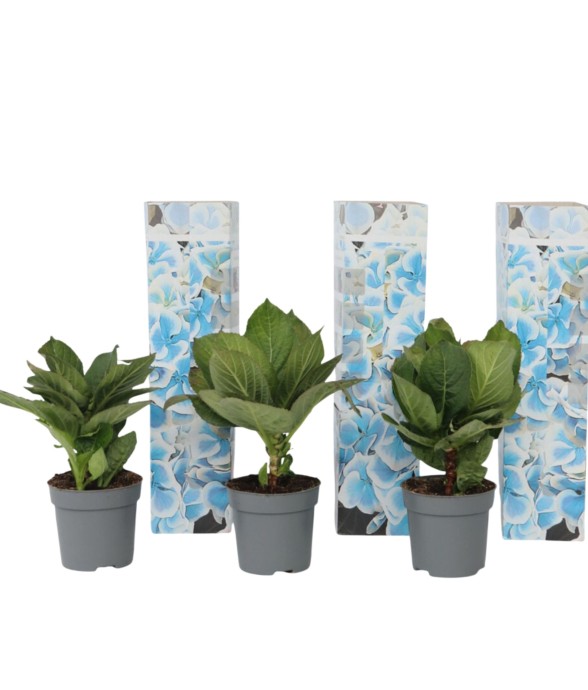 Hortensia - Set de 3 -...