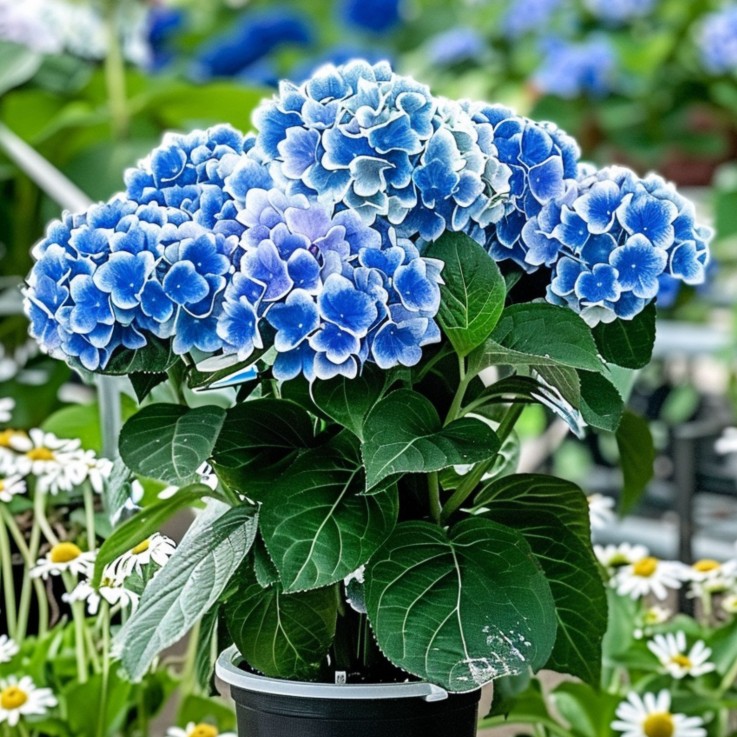 Hortensia - Set de 3 - Hydrangea macrophylla 'Bavaria' - Hauteur 25-40cm - ⌀9cm
