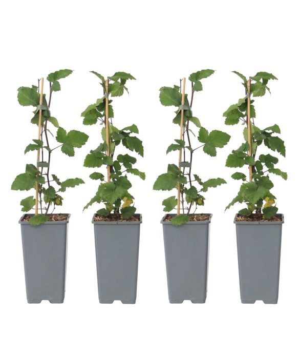 Groseillier à grappes - Set...