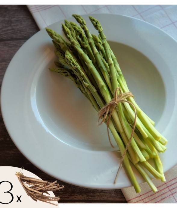 Asperge de jardin - Set de...