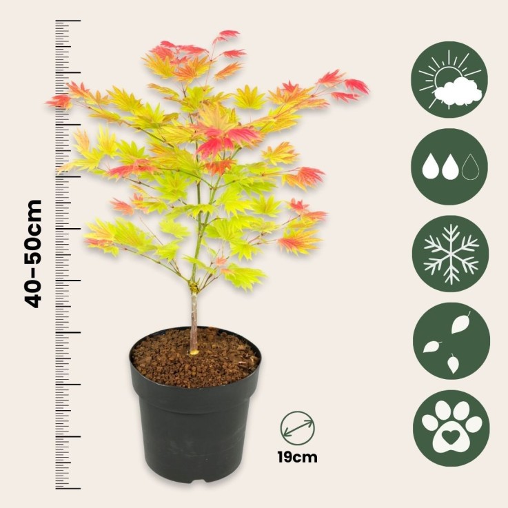 Érable du Japon - Set de 2 - Acer palmatum 'Moonrise' - Hauteur 40-50cm - ⌀19cm